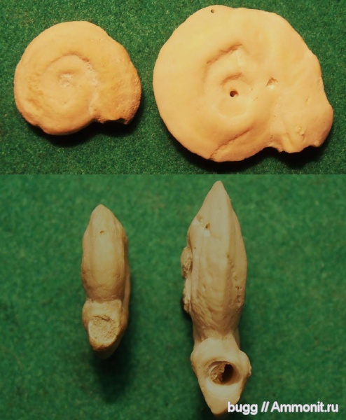 серпулы, эоцен, Serpulidae, Rotularia, Пролом, Rotularia spirulaea