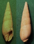 Terebra fuscata