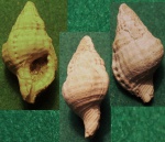 Triton taberllianum