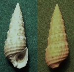 Polamides mitralis