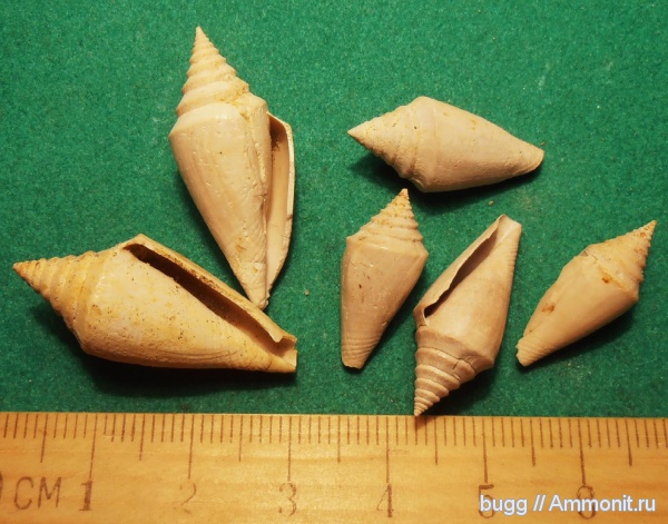 неоген, Conus, Conus dujardini, Тернопольская область