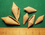 Conus Dujardini