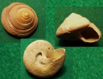 Calliostoma