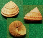 Gibbula Buchi