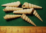 Turritella pythagoraica