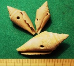 Съеденые Conus Dujardini