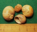 Natica millepunctata