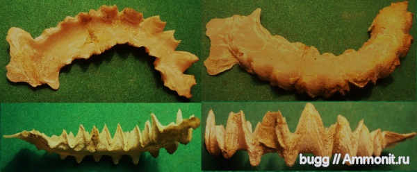 мел, двустворки, маастрихт, Lopha, устрицы, Maastrichtian, Cretaceous, Agerostrea lunata, Agerostrea