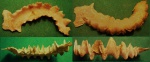 Agerostrea lunata