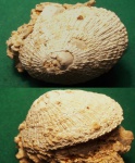 Fissurella graeca