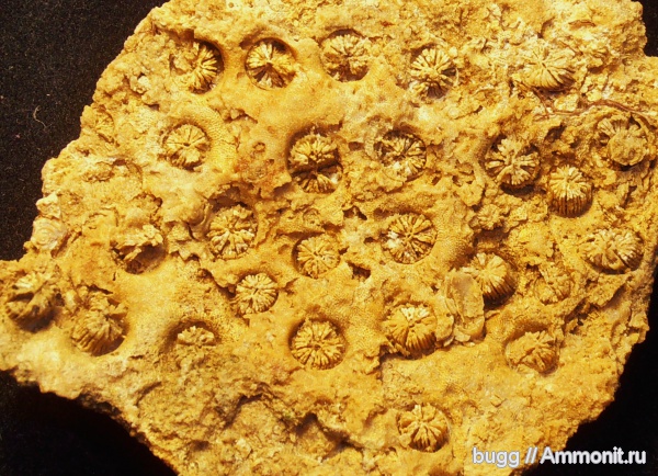 мел, кораллы, Крым, готерив, валанжин, Stylina, Scleractinia, Трудолюбовка, Cretaceous, нижний готерив