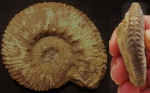Dalmasiceras