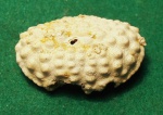 Daira speciosa