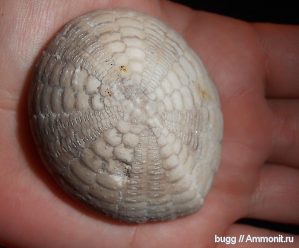 морские ежи, мел, маастрихт, Echinocorys, Белогорский район, Maastrichtian, Cretaceous