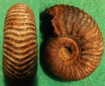 Vertumniceras sp.