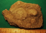 Nemiana simplex