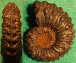Kosmoceras spinosum