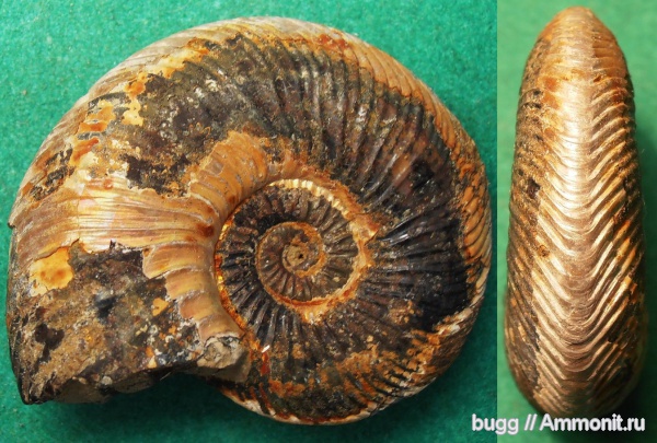 юра, Quenstedtoceras, Quenstedtoceras lamberti, Дубки, Саратовская область, Jurassic