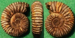 Peltoceras sp.