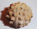Hemicidaris sp.