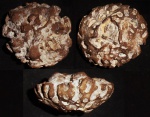 Etheridgea munsteri