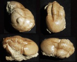 Illaenus