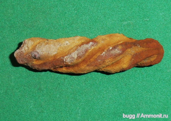 мел, губки, Spirospongia, Терновка, Spirospongia kravtsovi, Cretaceous