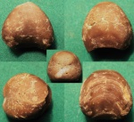 Porambonites