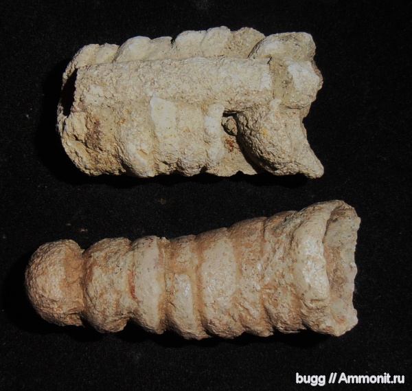 ордовик, Путилово, эндоцерасы, Ordovician