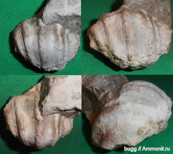 юра, Ялта, Harpagodidae, Jurassic