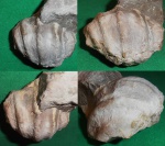 Harpagodidae
