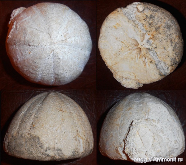 морские ежи, палеоген, Conoclypus, Conoclypus conoideus, Пролом