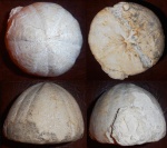 Conoclypus conoideus