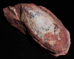 Podoliaspis sp.