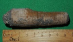 Apiocrinus с деформацией