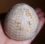 морской еж