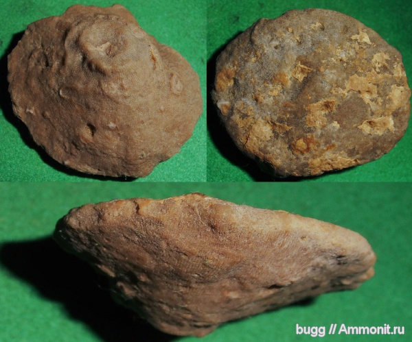 юра, кораллы, Балаклава, Scleractinia, Золотой пляж, Jurassic
