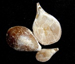Terebratulina