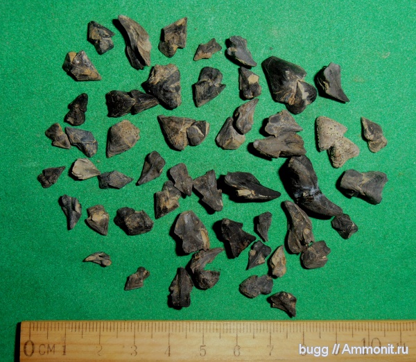 юра, Крым, ринхолиты, Hadrocheilus, Байдарская долина