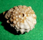 Acrocidaris sp.