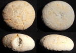 морской еж Phyllobrissus