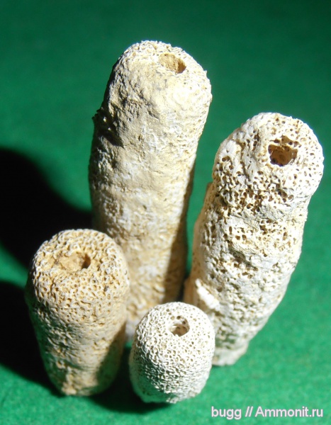 мел, губки, Крым, Симферополь, Peronidella, Cretaceous