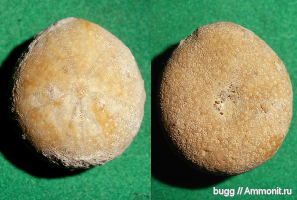 морские ежи, мел, готерив, Симферополь, Pseudopyrina, Cretaceous, нижний готерив