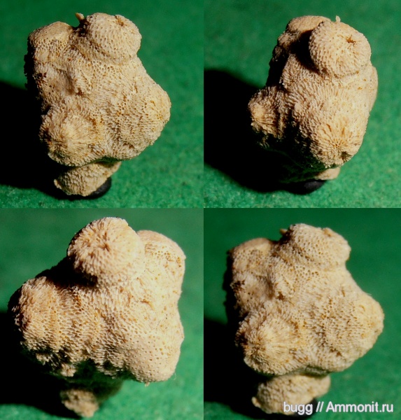 мел, губки, спикулы, Симферополь, Петропавловский карьер, Cretaceous