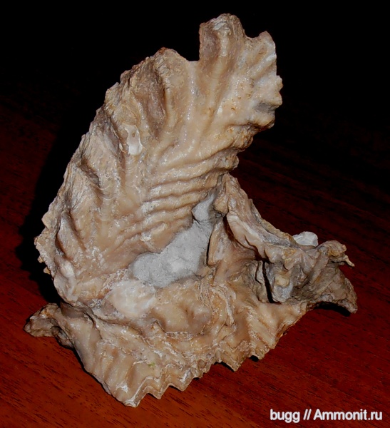 мел, двустворки, маастрихт, Lopha, устрицы, Maastrichtian, Cretaceous