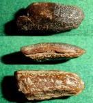 Зуб - Asteracanthus sp.