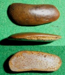 Asteracanthus sp.