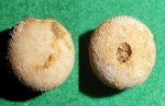 Pseudopyrina