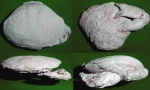 Краб Xanthopsis