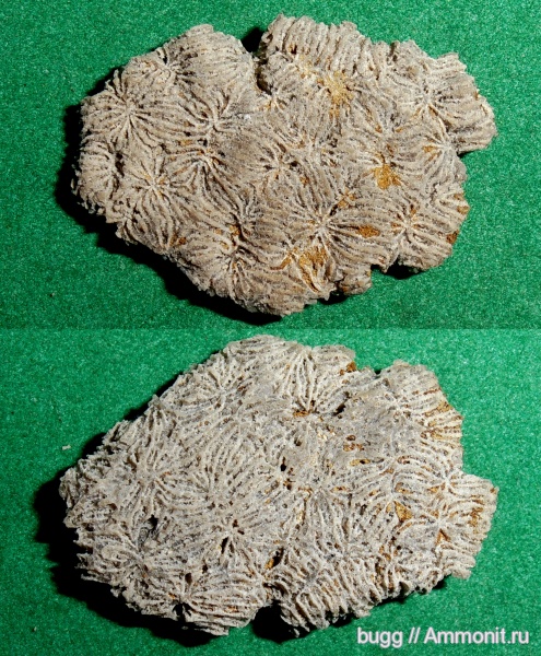 мел, кораллы, готерив, Scleractinia, Dimorphocaenia, Cretaceous, нижний готерив